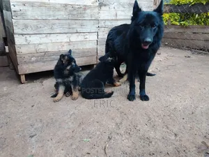 3-6 months Female Purebred German Shepherd