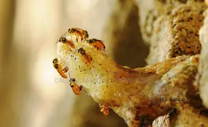 Stingless Bee Colony+Hive