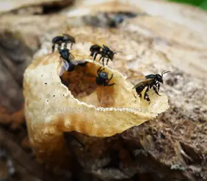 Stingless Bee Colony+Hive