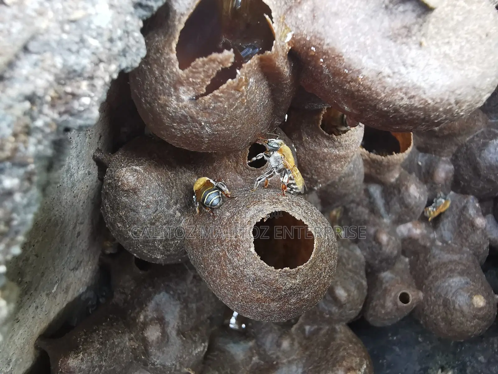 Stingless Bee Colony+Hive
