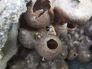 Stingless Bee Colony+Hive