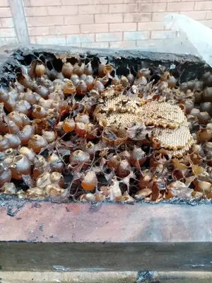 Stingless Bee Colony+Hive