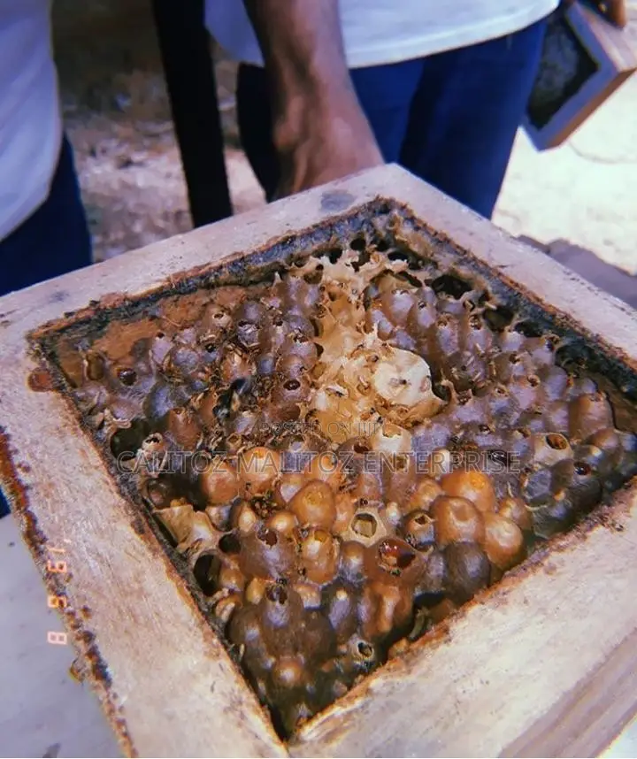 Stingless Bee Colony+Hive