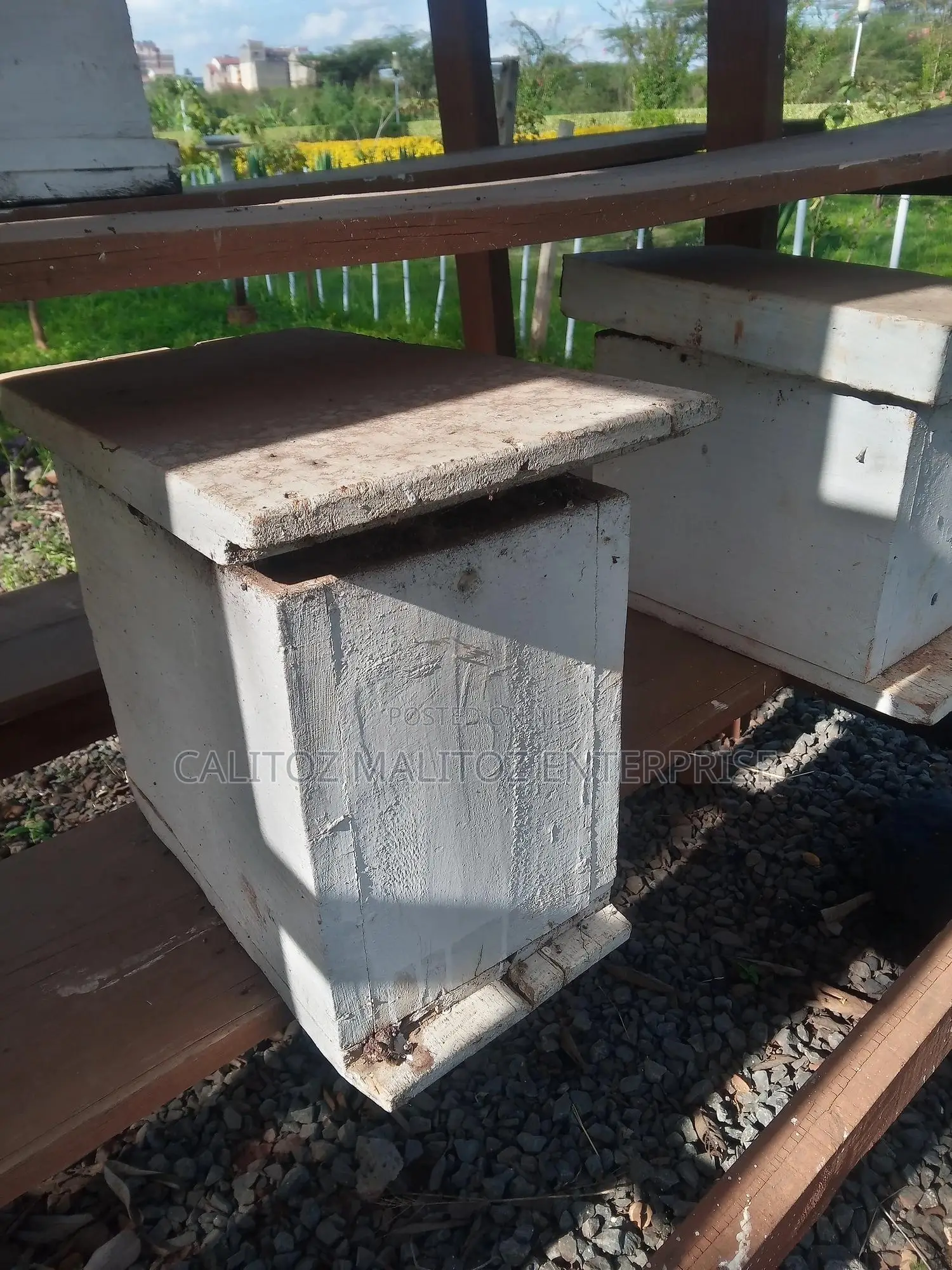 Stingless Bee Colony+Hive