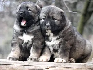1-3 months Male Purebred Caucasian Shepherd