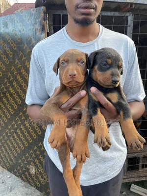 1-3 months Female Purebred Doberman Pinscher