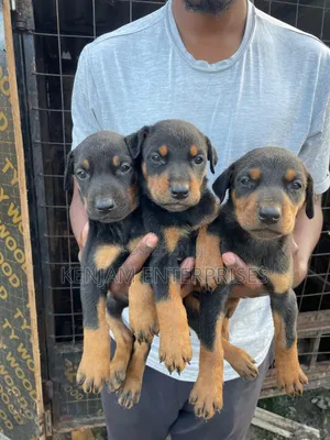 1-3 months Male Purebred Doberman Pinscher