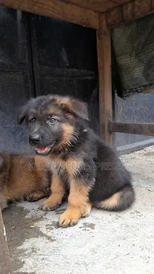 1-3 months Female Purebred German Shepherd