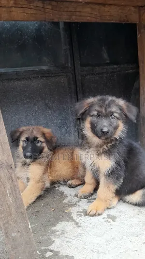 1-3 months Male Purebred German Shepherd