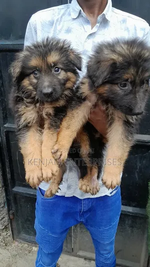 1-3 months Female Purebred German Shepherd