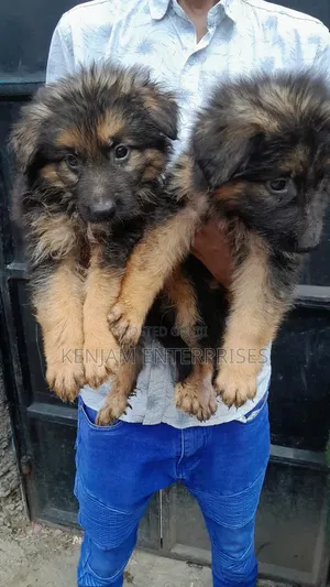 1-3 months Male Purebred German Shepherd