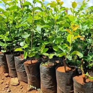 Grafted Pear Seedlings