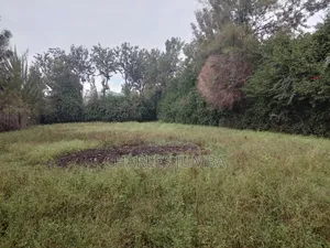 Prime Milimani Plot