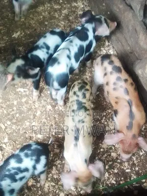 Duroc 12 Piglets 2800sh Each Kiambu Ndumberi