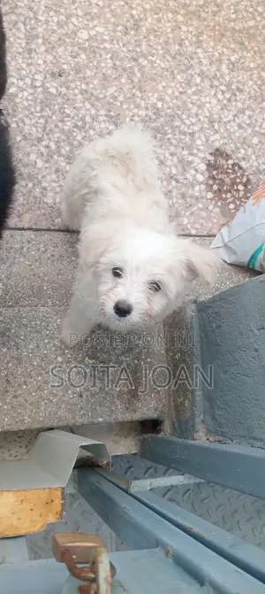 1-3 months Male Mixed Breed Maltese