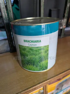 Brachiaria Cayman Grass Seeds 1kg