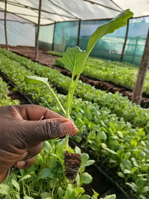 Seedling Collard Sweet Georgia F1