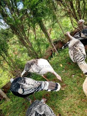 Mature Turkey (Pair)