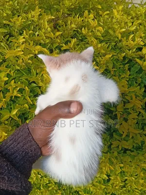 1-3 months Male Purebred American Shorthair