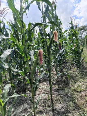 Prime Land for Sale.