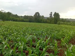 50x100 Land Fo Sale in Ruiru at KSHS 2.5 M