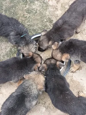 1-3 months Female Purebred German Shepherd
