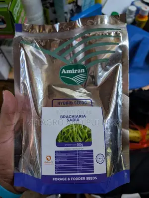Brachiaria Sabia Hybrid Grass Seeds