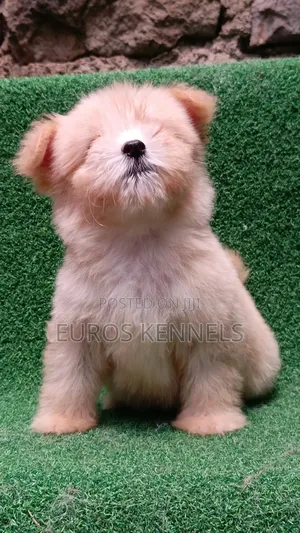 1-3 months Female Purebred Havanese