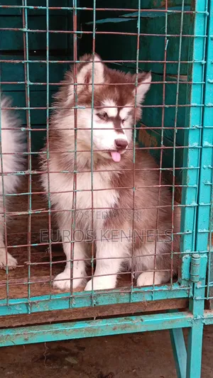 1-3 months Female Purebred Siberian Husky