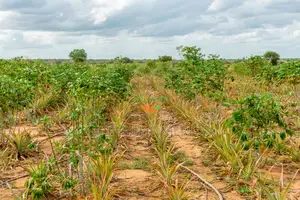 1 Acre in Malindi