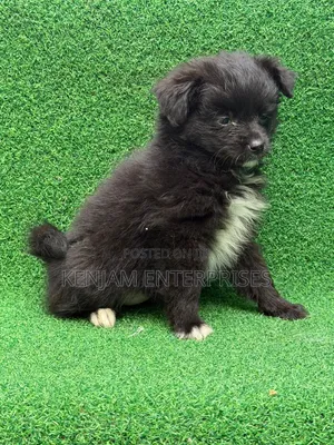 1-3 months Male Purebred Havanese