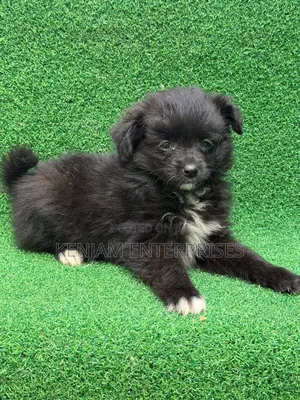 1-3 months Female Purebred Havanese