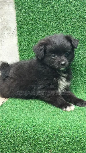 1-3 months Female Purebred Havanese