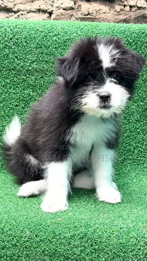 1-3 months Male Purebred Havanese