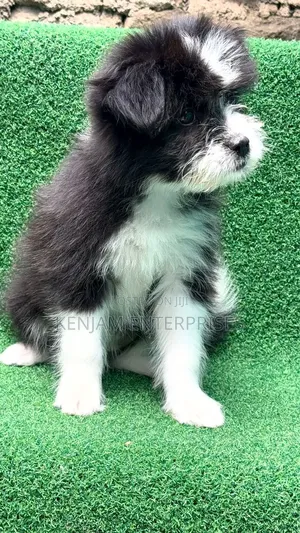 1-3 months Female Purebred Havanese