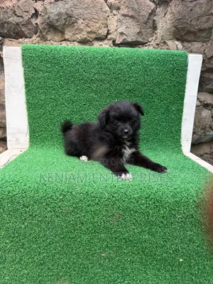 1-3 months Male Purebred Havanese