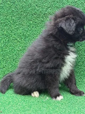 1-3 months Female Purebred Havanese