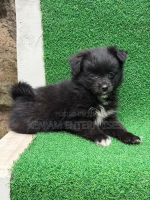 1-3 months Male Purebred Havanese