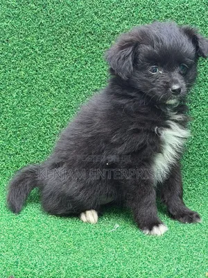 1-3 months Male Purebred Havanese