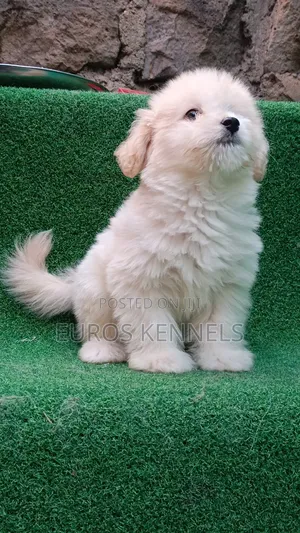 1-3 months Male Purebred Havanese
