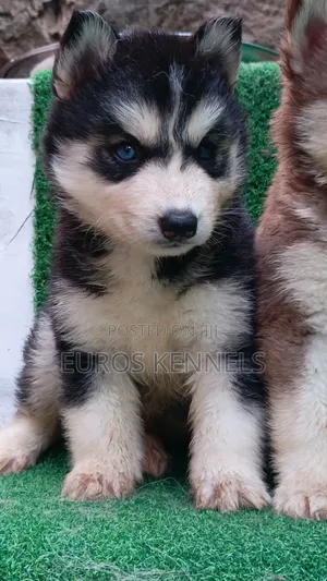 1-3 months Female Purebred Siberian Husky