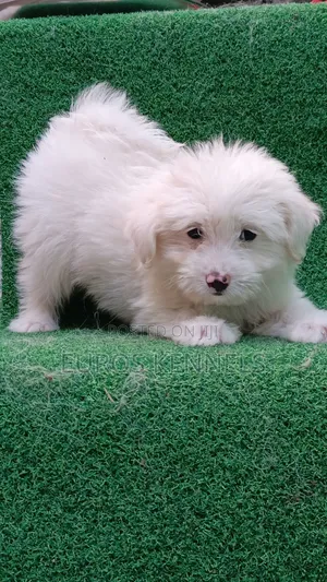 1-3 months Male Purebred Havanese