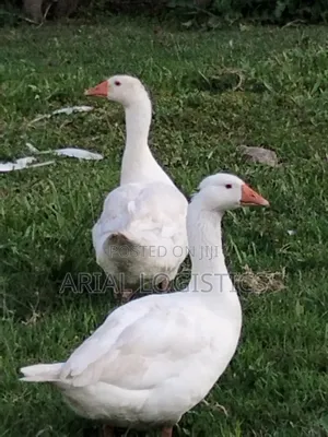 Geese, Mature and Young.