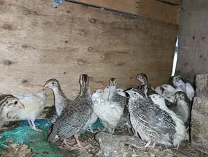 Japanese Quail (Coturnix Japonica) 1-2 Months Old Quail