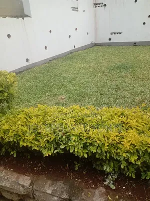 Lawn Mower Services /Cutting Grass and Gardening