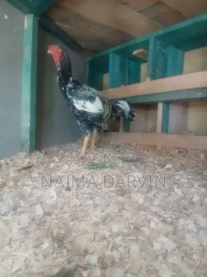 Kuchi Mature Male