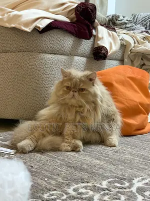 Persian Cat Male Stud Services