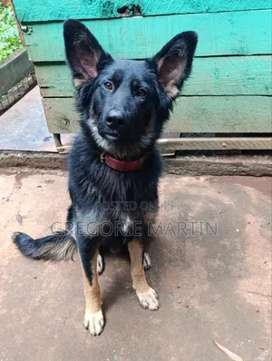 1-3 months Female Purebred German Shepherd
