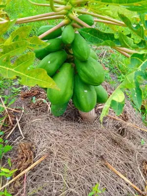 Dwarf Pawpaw Seedlings; Calina Malkia