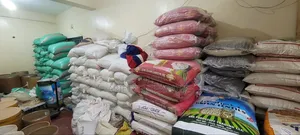 Mwea Pishori Rice